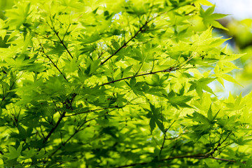 モミジの新緑