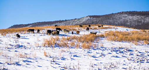 cattle stock on pasture covered in snow in south mountains north carolina