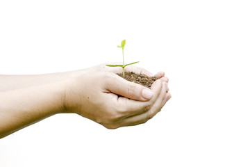 plant growing with soil among woman hands on white background
