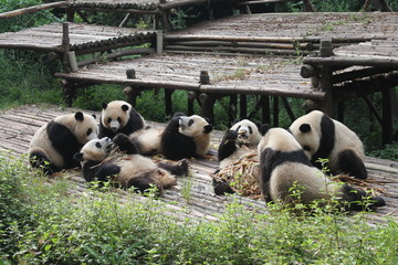 Naklejka na ściany i meble Breakfast time with family pandas