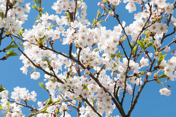 Obraz premium Sakura. Cherry blossoms japan. Pink spring blossom background.