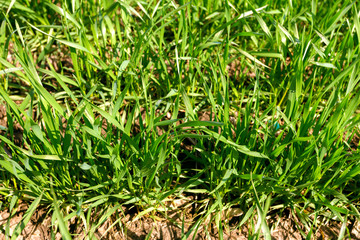 spring green field