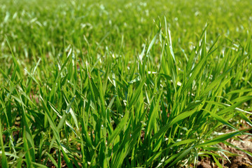 spring green field
