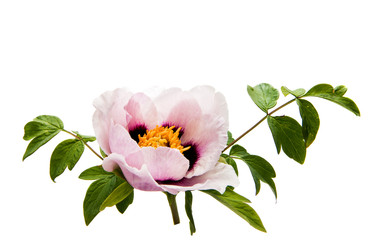 Peony