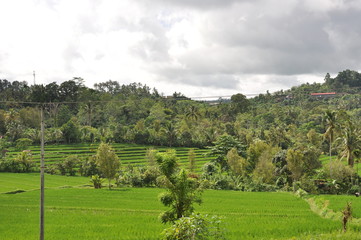 Fototapeta na wymiar Bali Munduk