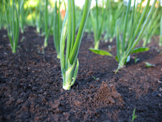 Obraz premium sprout of spring onions