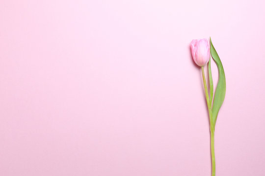 Pink tulips on the pink background. Flat lay, top view.  Valentines background.