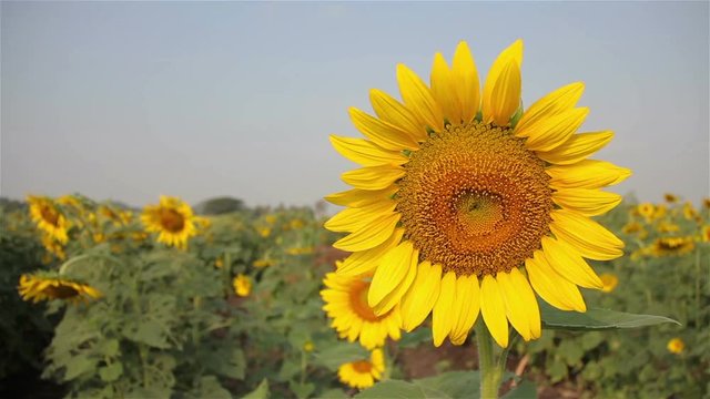 field sunflower blooming