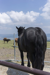 見つめる馬