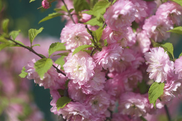 Almond bush in bloom
