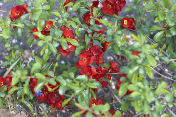 
Flowering quince of red color
