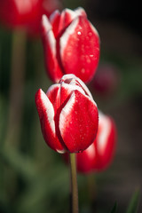 Fototapeta premium Blooming tulips during spring
