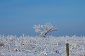 Hoar Frost