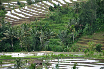 Fototapeta na wymiar Bali Rice fields Jatiluwih 