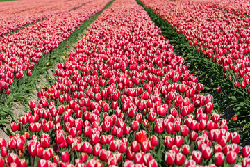 Blooming tulips during spring
