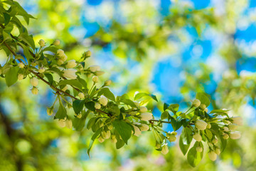 Spring, may, time of flowering, the awakening of nature. Blossoming Apple tree, white buds and flowers, green leaves on blue sky background. Sunlight playing in the foliage. 