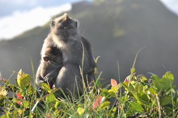 Obraz premium Bali Volcano Gunung Batur