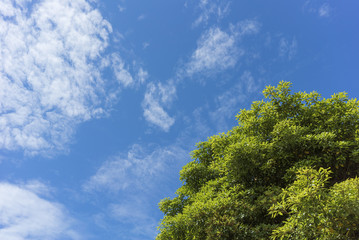 Obraz premium 新緑と青空