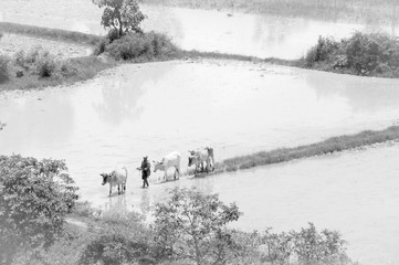 A man and three cows on a rice field in Cambodia