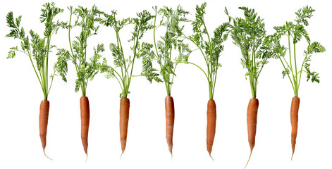 Fila di carote
