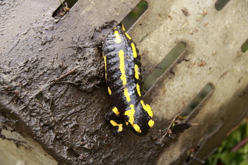 Feuersalamander ist gefangen in einem Spalt