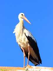 White stork posing