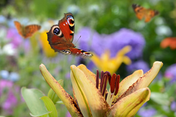 Schmetterling 309 © K.-U. Häßler