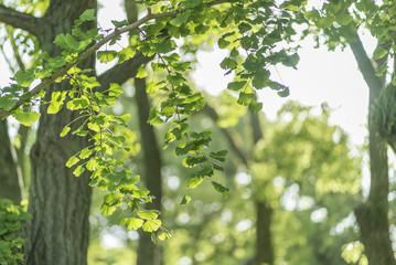 イチョウの新緑