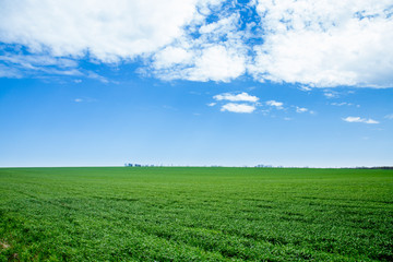 Fototapeta na wymiar Green grass, a distant prospect, clean air and a beautiful blue sky