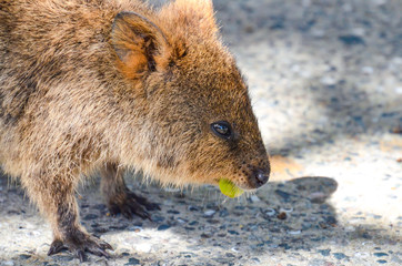 Quokka eating leaves