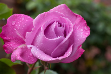 Pink rose after the rain 2