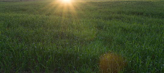 Dawn the field in spring
