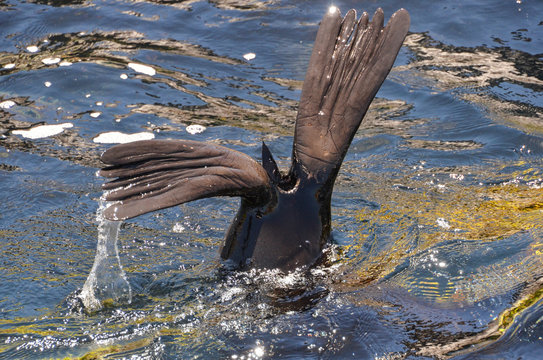 Tail of the seals from the surface of the water