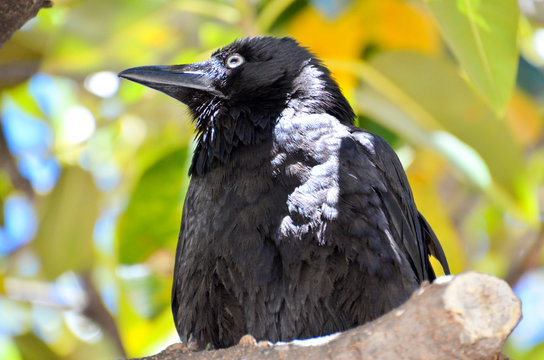 cute australian raven