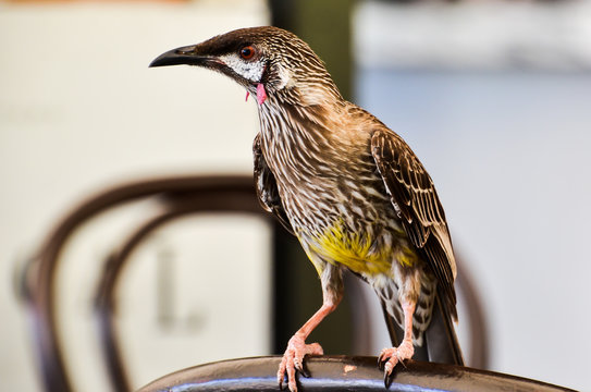 Australian red Wattlebird