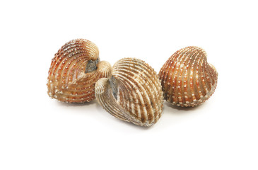 Cockle isolated