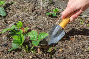 Garden works, burrowing of strawberry bushes with a small scoop
