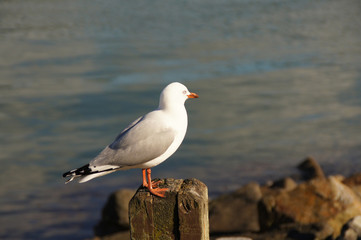 Fototapeta premium Möwe auf hölzernem Pfosten