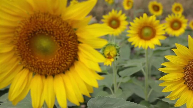 field sunflower blooming : Shift focus shot.
