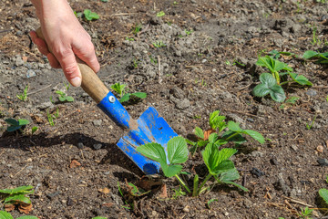 Garden work, loosening the soil around the strawberry bush small blue spatula