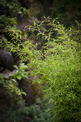 Almora bamboo