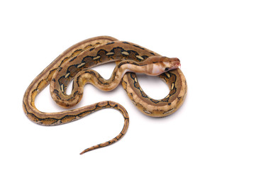 reticulated python isolated on white background