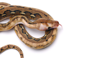 reticulated python isolated on white background