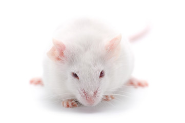 laboratory white mouse isolated on white background