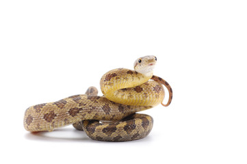 rat snake isolated on white background