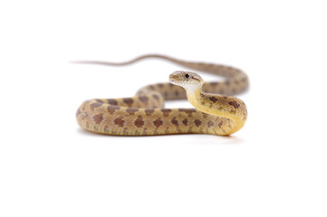 rat snake isolated on white background