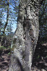 Obraz premium detail of meditteranean cork tree