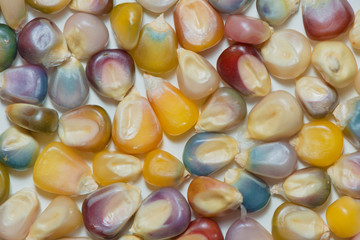 glass gem seeds,unique variety of rainbow colored corn