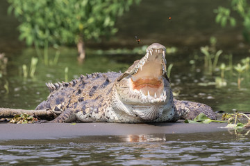 Krokodil in Costa Rica