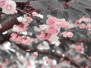 Pink cherry blossoming with gray leafs and falling flowers. Color art.